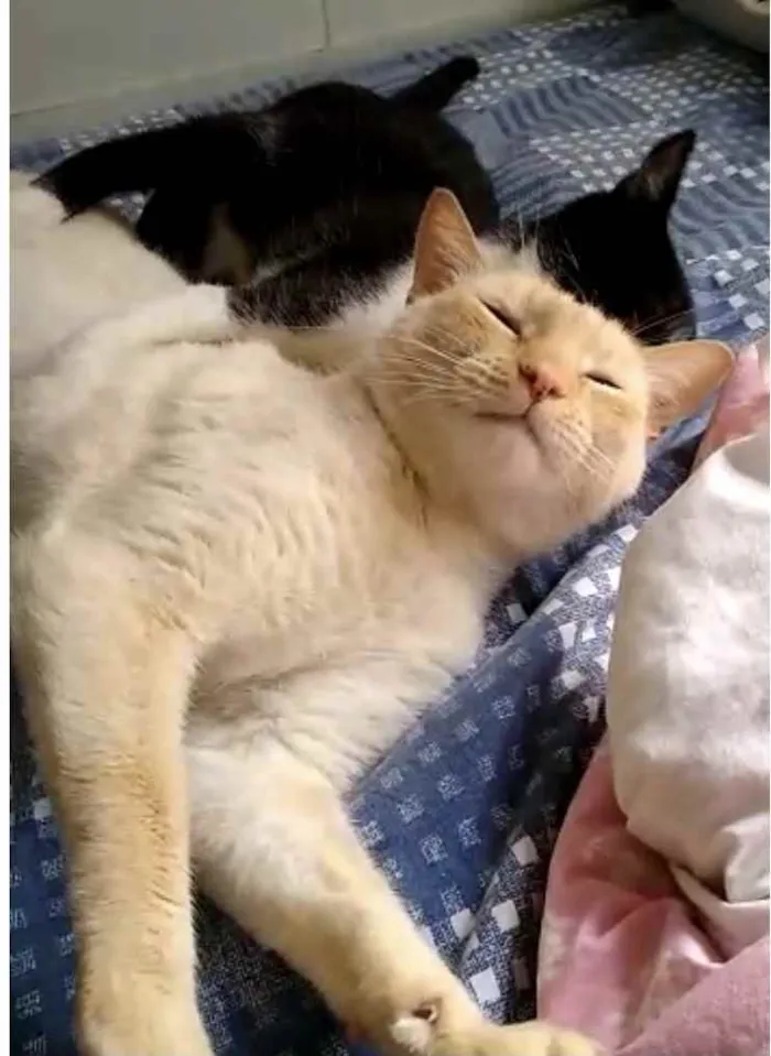 Gato raça Srd idade 1 ano nome Pepe lindo e fofo