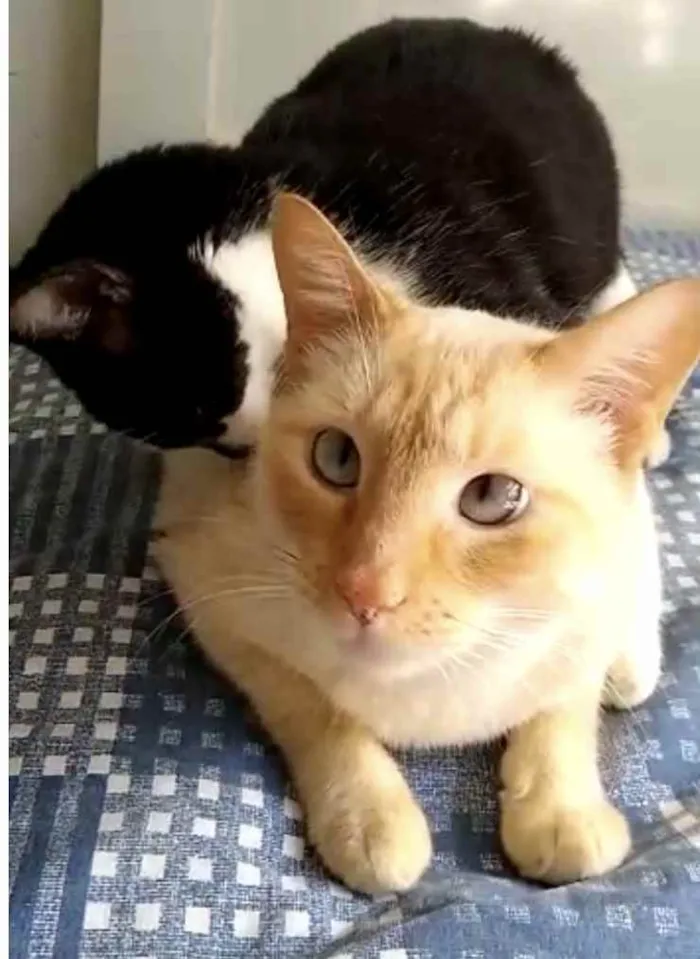 Gato raça Srd idade 1 ano nome Pepe lindo e fofo