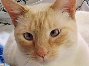 Gato raça Srd idade 1 ano nome Pepe lindo e fofo