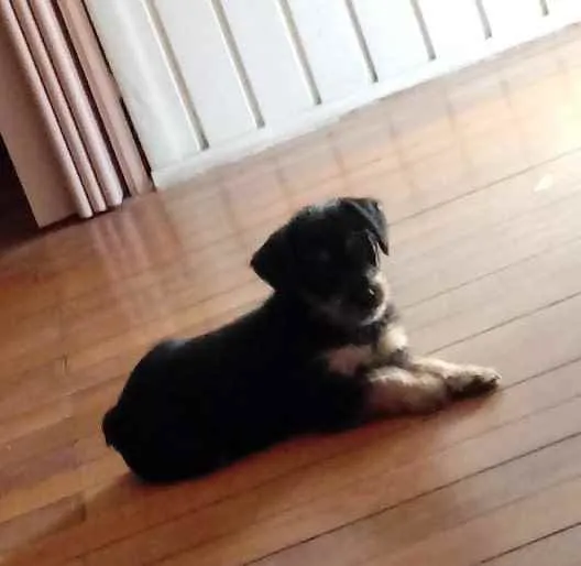 Cachorro ra a Viralatinha idade 2 a 6 meses nome Preto