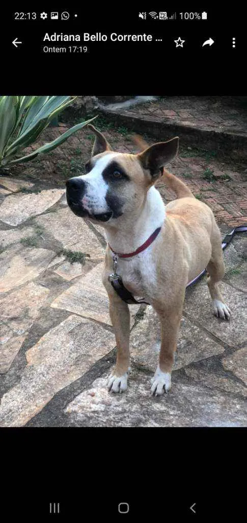 Cachorro ra a SRD idade 2 anos nome HUGO