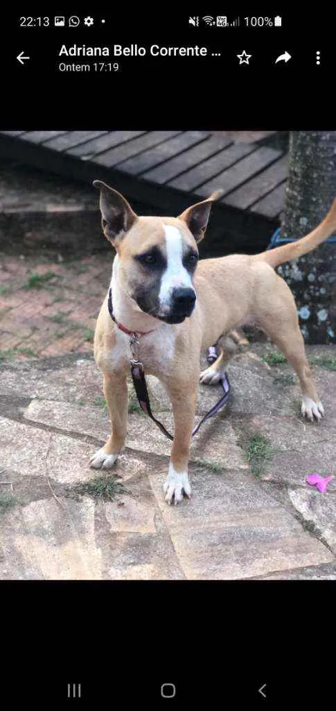 Cachorro ra a SRD idade 2 anos nome HUGO