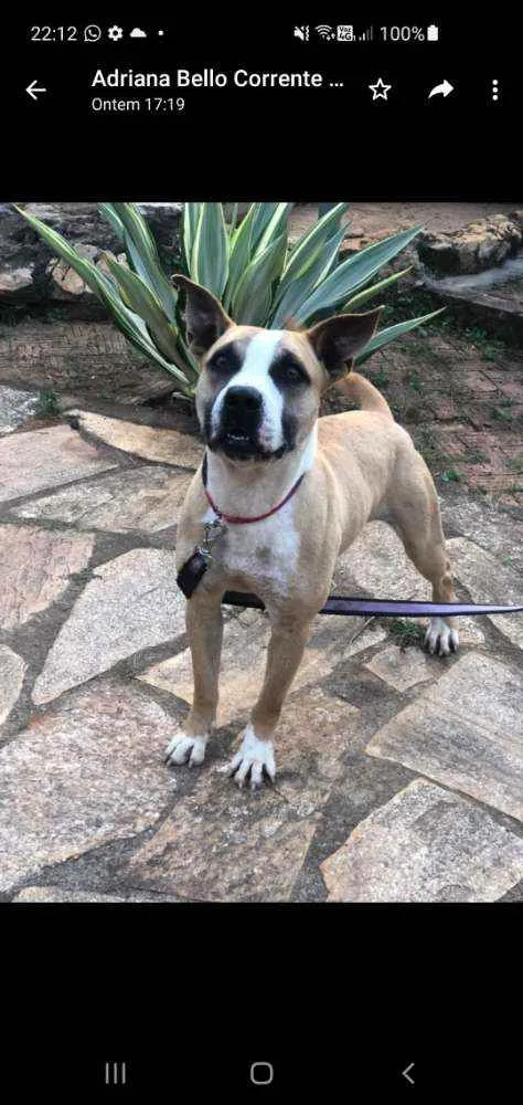 Cachorro ra a SRD idade 2 anos nome HUGO