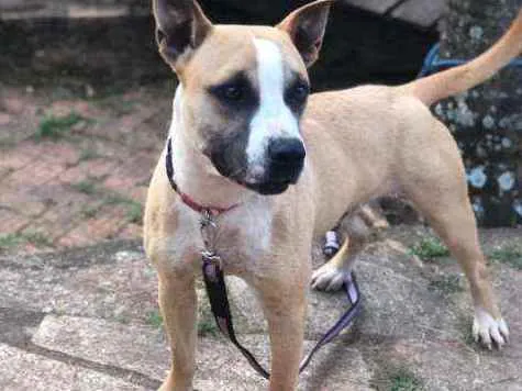 Cachorro ra a SRD idade 2 anos nome HUGO
