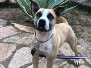 Cachorro raça SRD idade 2 anos nome HUGO