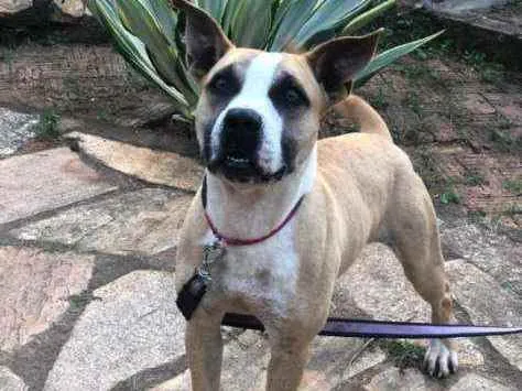Cachorro ra a SRD idade 2 anos nome HUGO