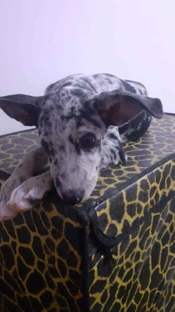 Cachorro ra a SRD idade 2 a 6 meses nome Julinha