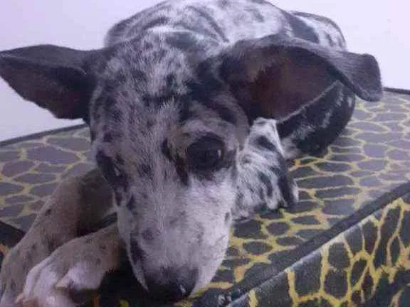 Cachorro ra a SRD idade 2 a 6 meses nome Julinha