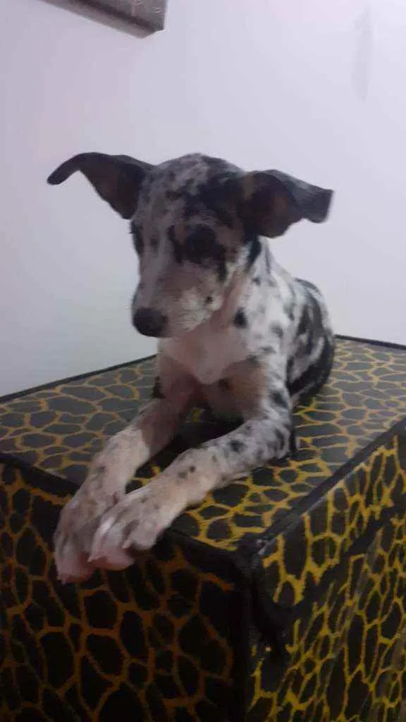 Cachorro ra a SRD idade 2 a 6 meses nome Julinha