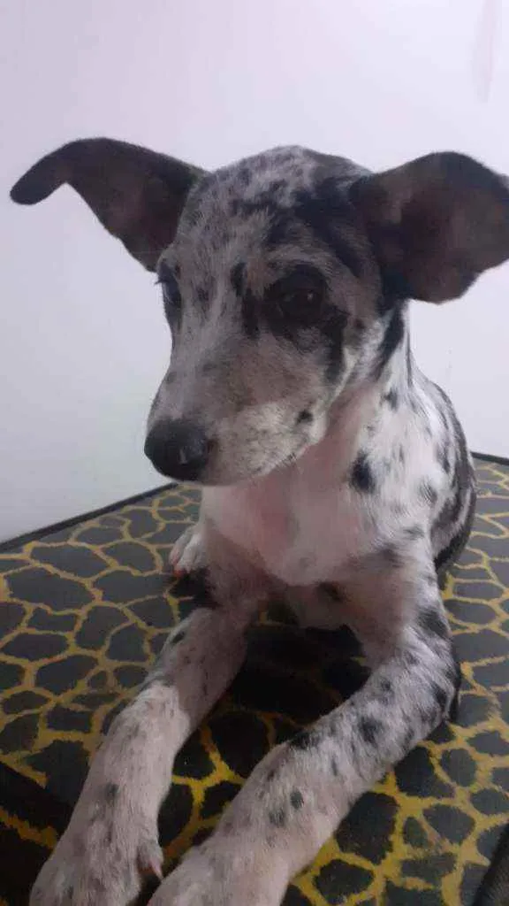 Cachorro ra a SRD idade 2 a 6 meses nome Julinha
