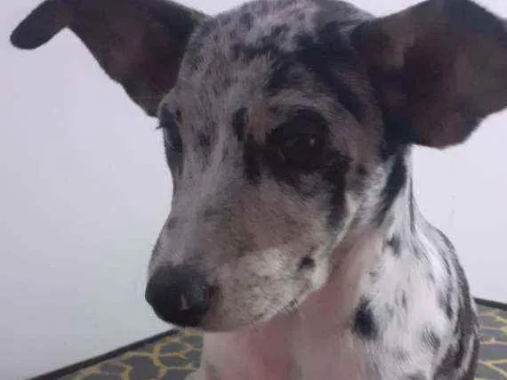 Cachorro ra a SRD idade 2 a 6 meses nome Julinha
