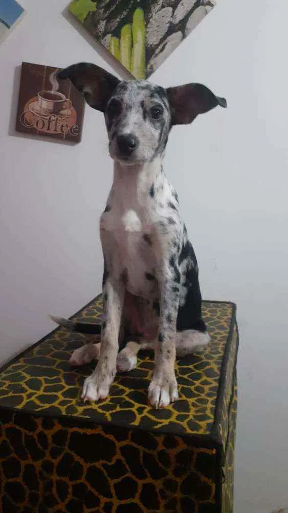 Cachorro ra a SRD idade 2 a 6 meses nome Julinha