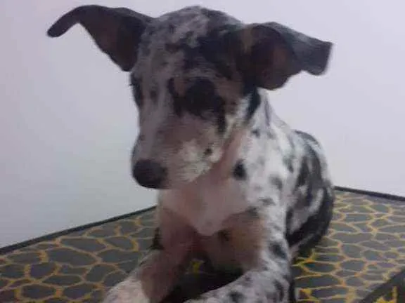 Cachorro ra a SRD idade 2 a 6 meses nome Julinha