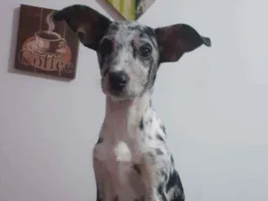 Cachorro raça SRD idade 2 a 6 meses nome Julinha