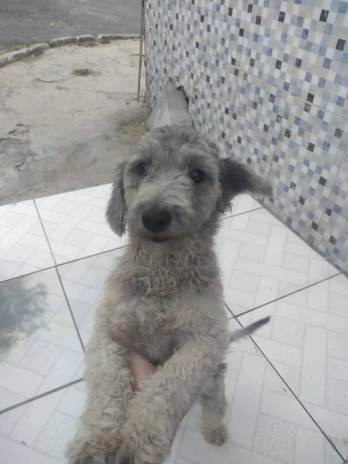Cachorro ra a Poodle idade 2 anos nome Barbarela
