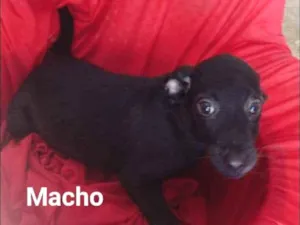 Cachorro raça SRD idade 2 a 6 meses nome Toby