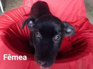 Cachorro raça SRD idade 2 a 6 meses nome Taty