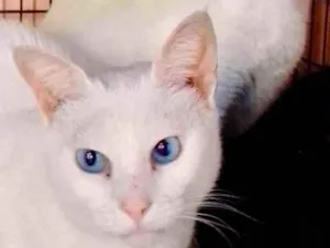 Gato raça Srd idade 7 a 11 meses nome Luna e Beatriz 