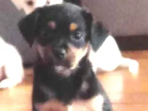 Cachorro raça Viralatinha idade 2 a 6 meses nome Preto