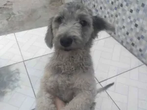 Cachorro raça Poodle idade 2 anos nome Barbarela