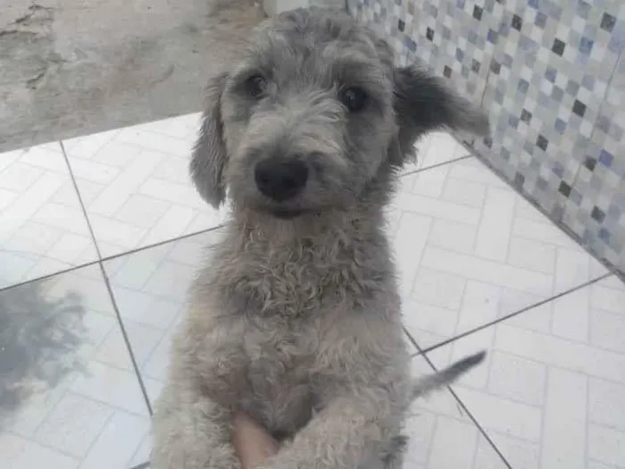 Cachorro ra a Poodle idade 2 anos nome Barbarela