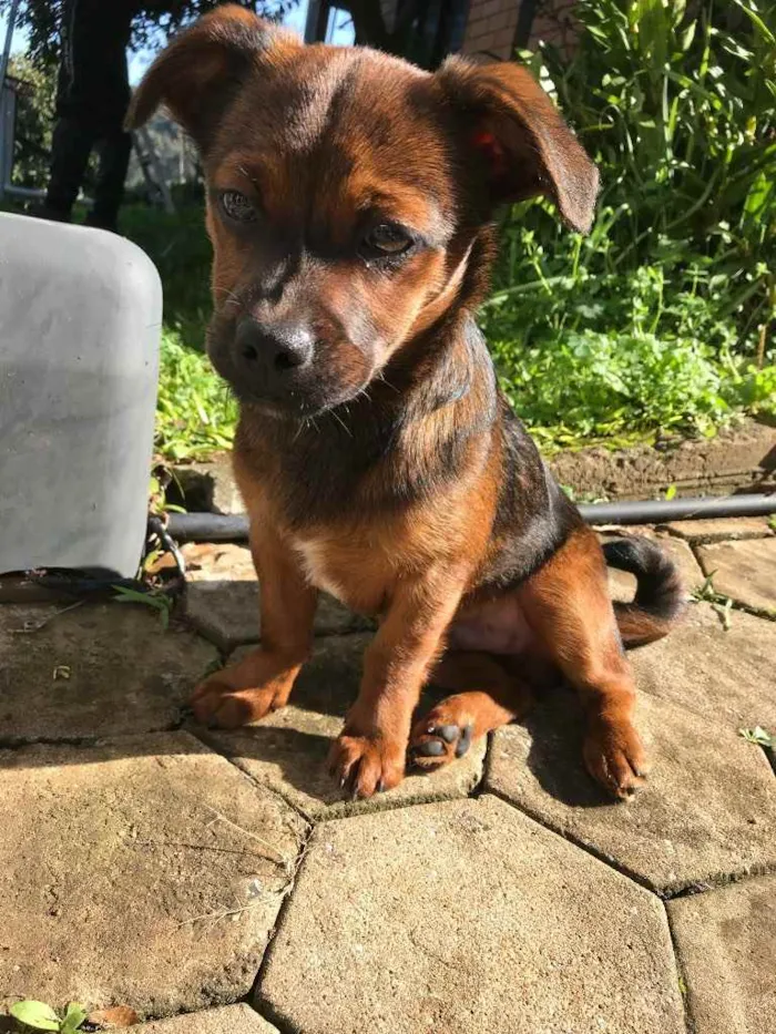 Cachorro ra a Vira Lata idade 1 ano nome Frederico 