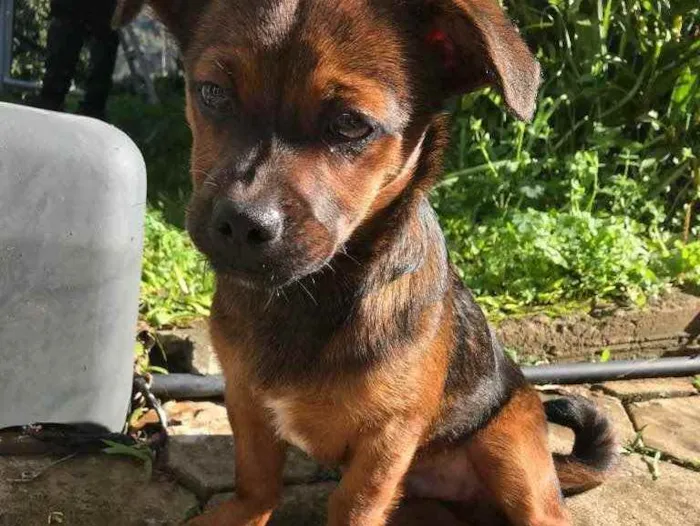 Cachorro ra a Vira Lata idade 1 ano nome Frederico 