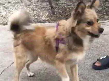 Cachorro raça Srd idade 2 anos nome Duda