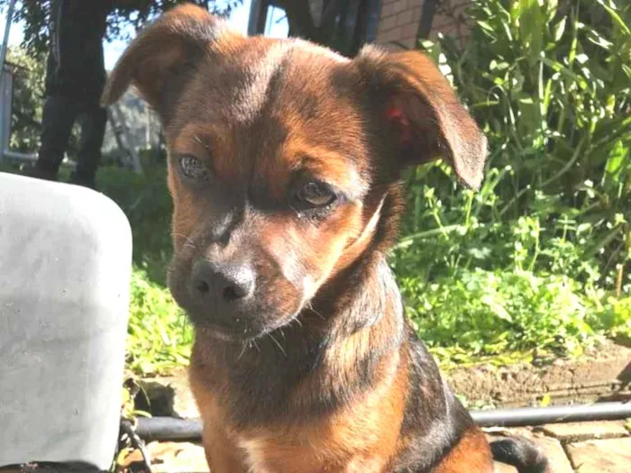 Cachorro ra a Vira Lata idade 1 ano nome Frederico 