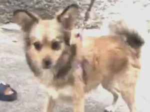 Cachorro raça Srd idade 2 anos nome Duda