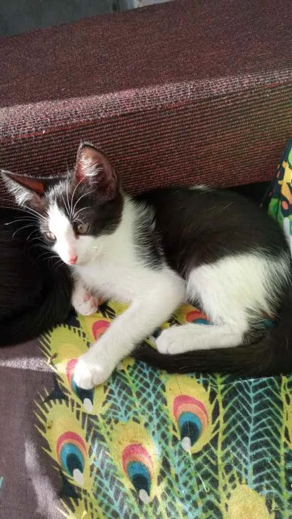 Gato ra a Srd idade Abaixo de 2 meses nome Pacco