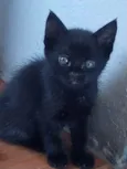 Verinha