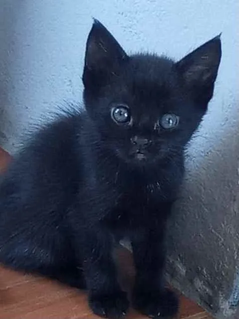 Gato ra a Srd idade Abaixo de 2 meses nome Verinha