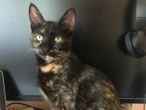 Gato raça srd idade 7 a 11 meses nome Joana
