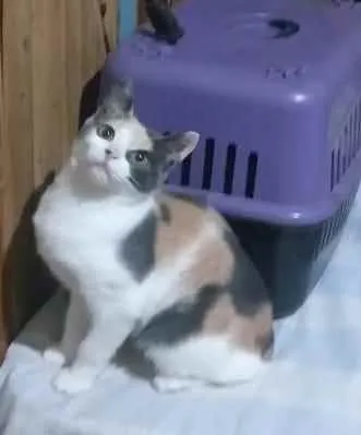 Gato ra a Srd idade 2 anos nome Marcinha
