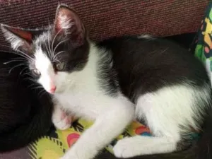 Gato raça Srd idade Abaixo de 2 meses nome Pacco