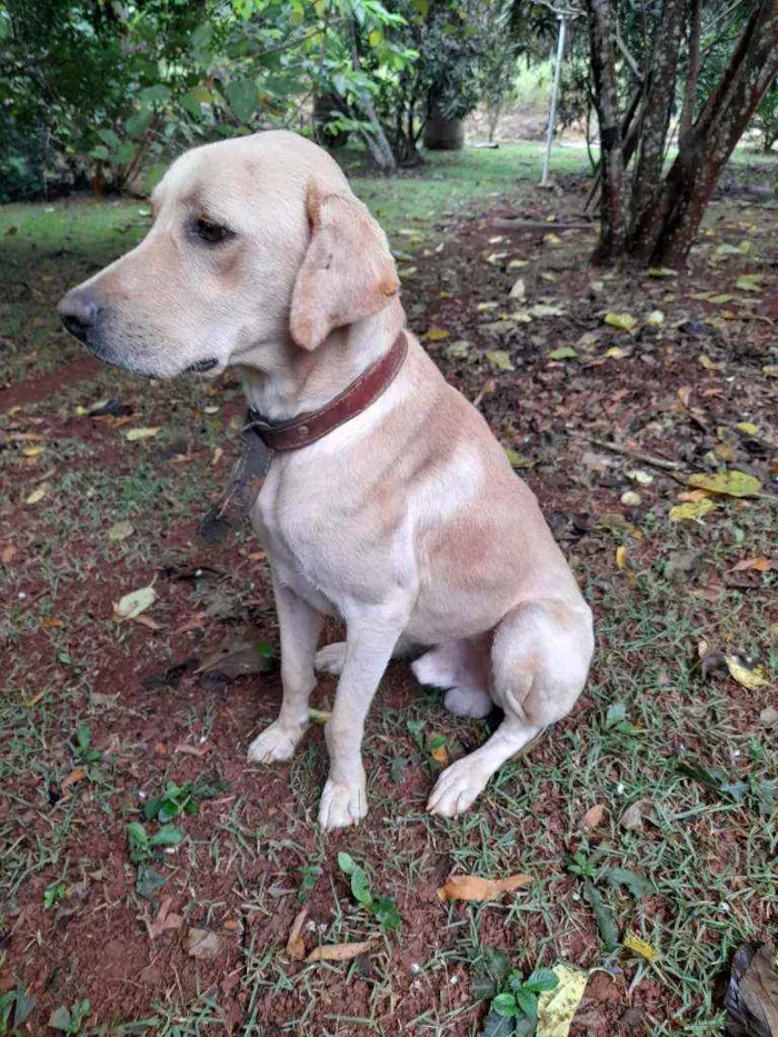 Cachorro ra a Labrador idade 2 anos nome Marshall