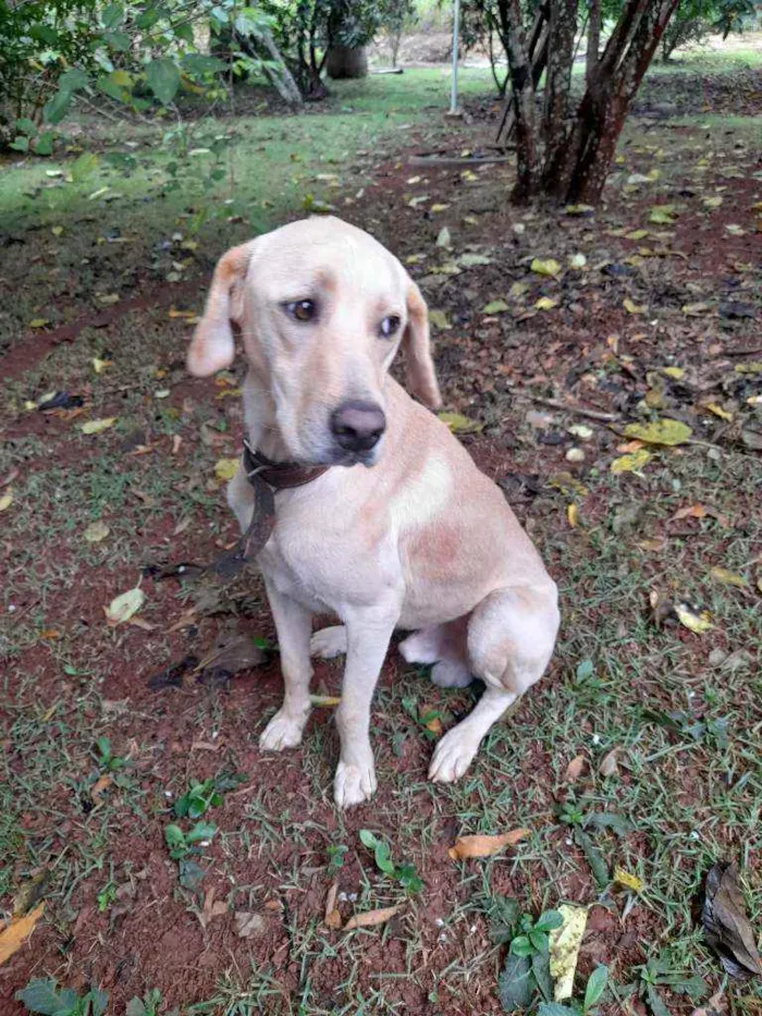 Cachorro ra a Labrador idade 2 anos nome Marshall
