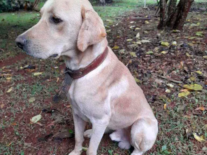 Cachorro ra a Labrador idade 2 anos nome Marshall