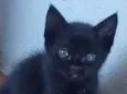 Verinha