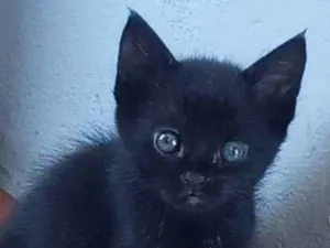 Gato raça Srd idade Abaixo de 2 meses nome Verinha