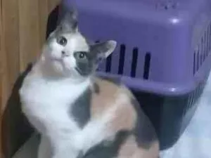 Gato raça Srd idade 2 anos nome Marcinha