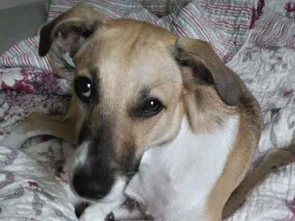 Cachorro ra a Vira lata idade 2 a 6 meses nome Shark Pirulito da Si