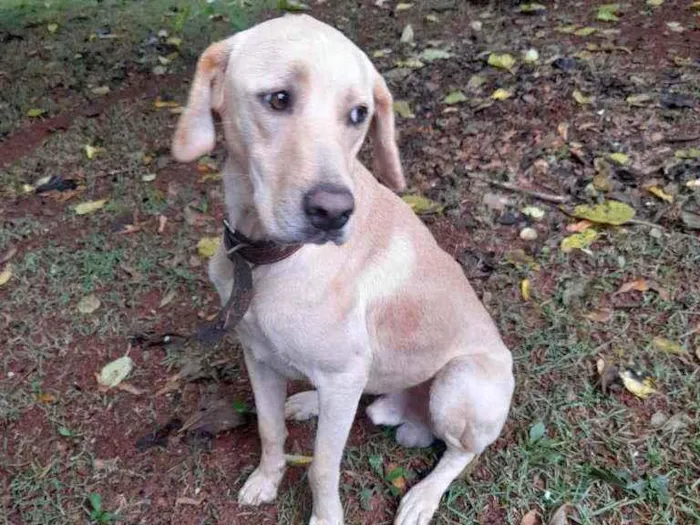 Cachorro ra a Labrador idade 2 anos nome Marshall