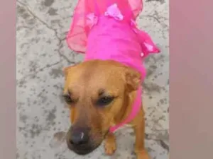 Cachorro raça SRD  idade 3 anos nome Penélope 