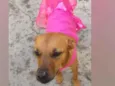 Cachorro raça SRD  idade 3 anos nome Penélope 