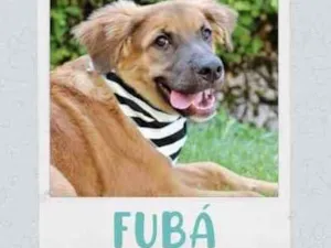 Cachorro raça SRD  idade 2 a 6 meses nome Fubá 