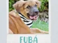 Cachorro raça SRD  idade 2 a 6 meses nome Fubá 