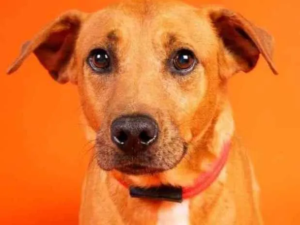 Cachorro raça SRD  idade 2 anos nome Edu 