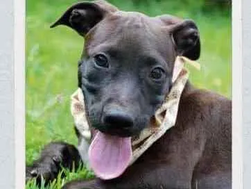 Cachorro raça SRD  idade 2 a 6 meses nome João 